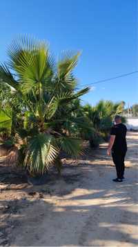 Palmier rezistenti vindem en-gros