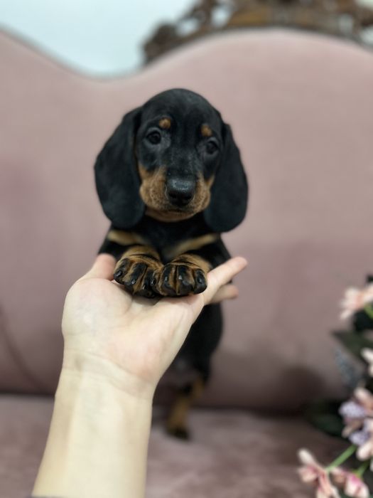 Catel teckel cu Pedigree FCI