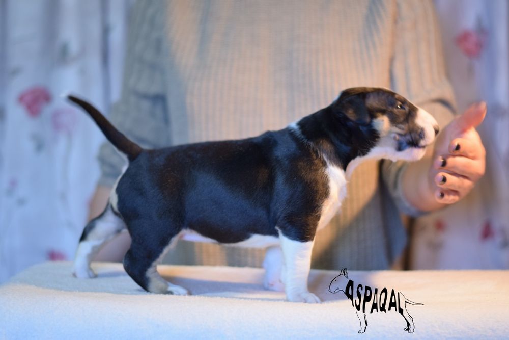 Bull terrieri cu pedigree, canisa ASPAQAL, rezultate f bune în expo