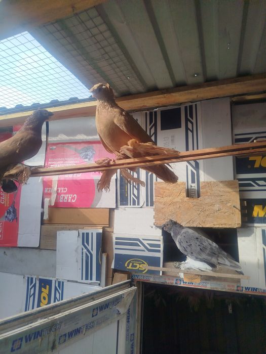 Продам голубеи разных