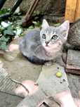 Adoptie pisoi 2 luni