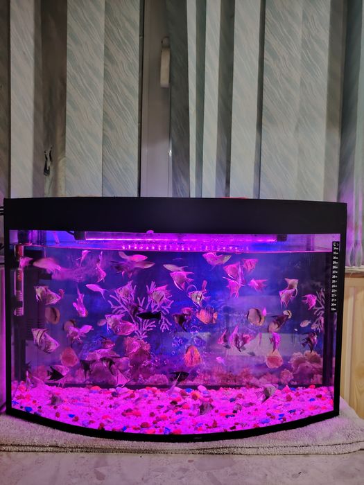 Akvarium 60Litr komplekt