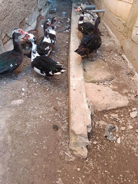 Vând 8 rățoi muți