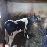 Vițel 4 luni 200 kg