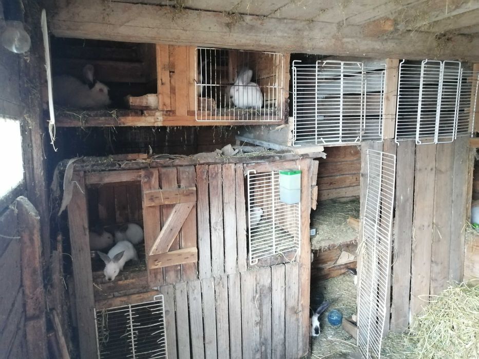 Vând iepuri Uriaș de Transilvania