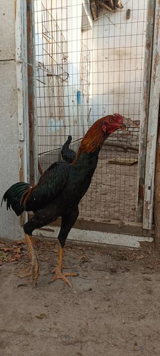 Ишкивозига сотилади