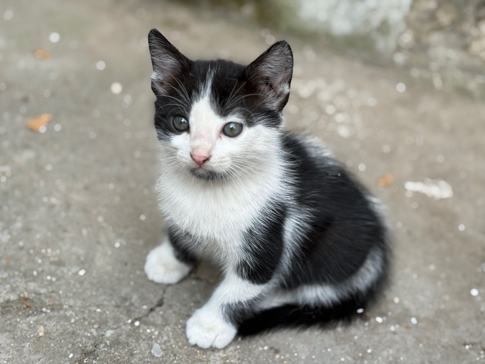 Подарявам котараци