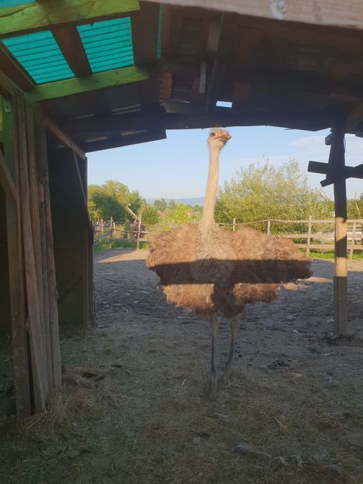 Vad familie de struți