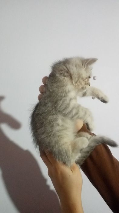 SHinshila tigrovni kozi kok zotli Mushuklar 3 ta qizbola 1 ta ogil bol