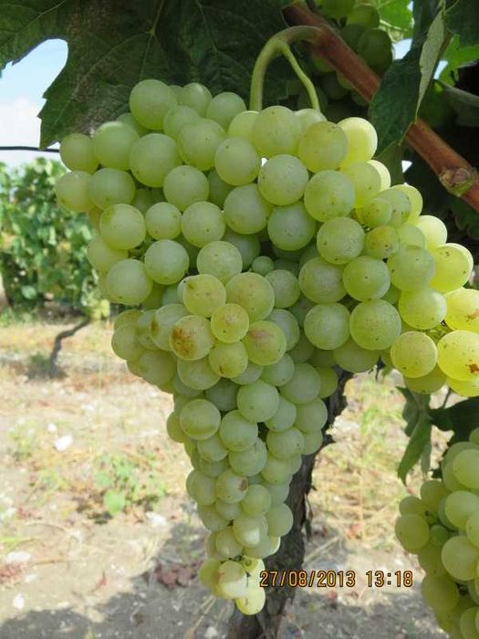 Лози - лозов посадъчен материал