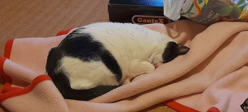 Pet sitter/cazare  sector 6 Bucuresti