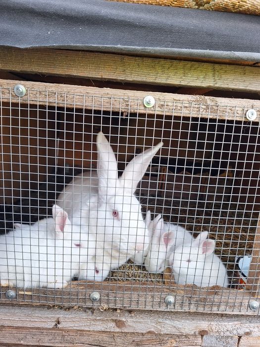 Продавам зайци Цика