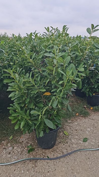 Prunus laucerasus- Photinia red- Leylandi- Euonymus