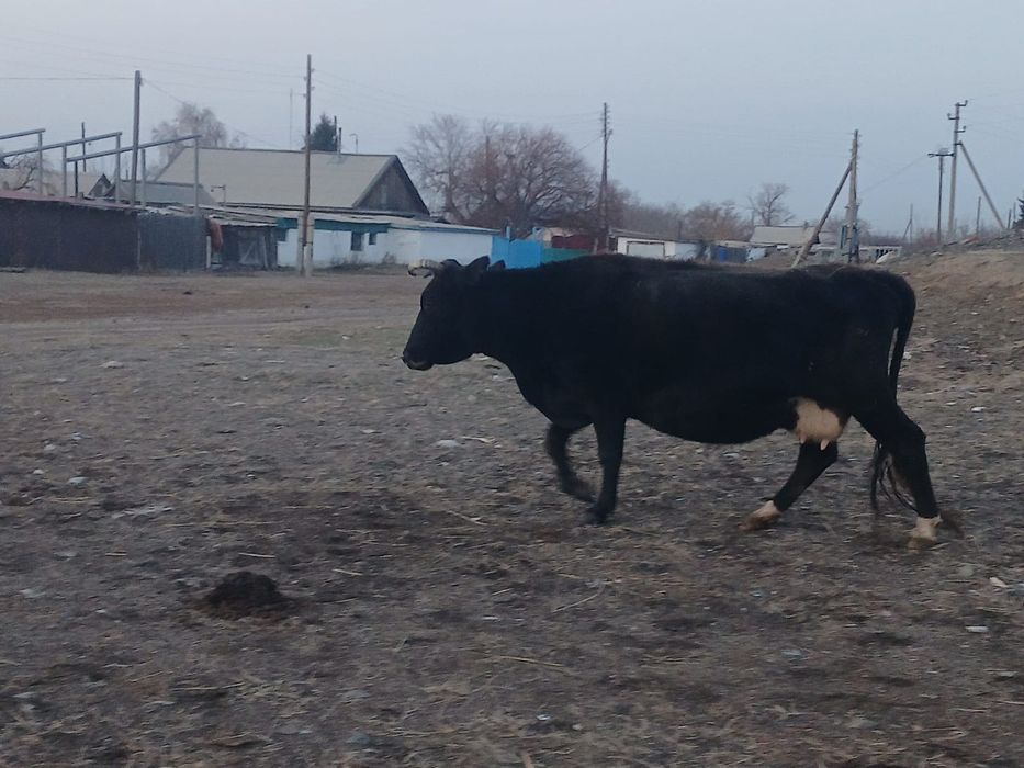 Продам коров, тёлочка