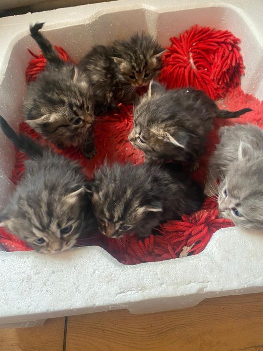 отдам котят в хорошие руки!