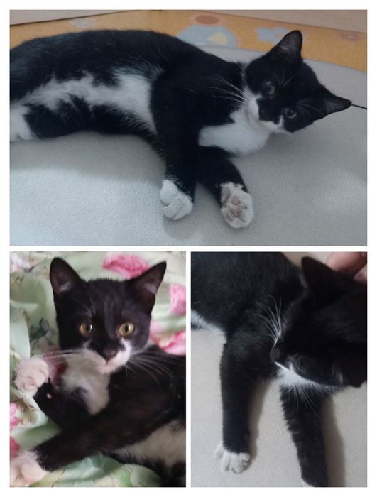 Отдам бесплатно котят