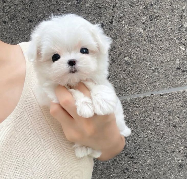 Bichon maltez mini toy