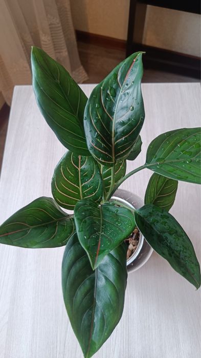 Аглаонема Ротундум, Диффегбахия Тикки