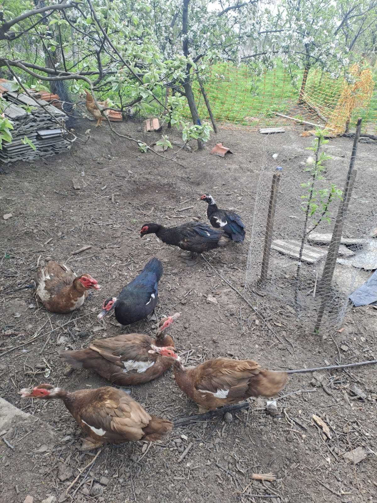 Rate mute negru sălbatic și ciocolatiu