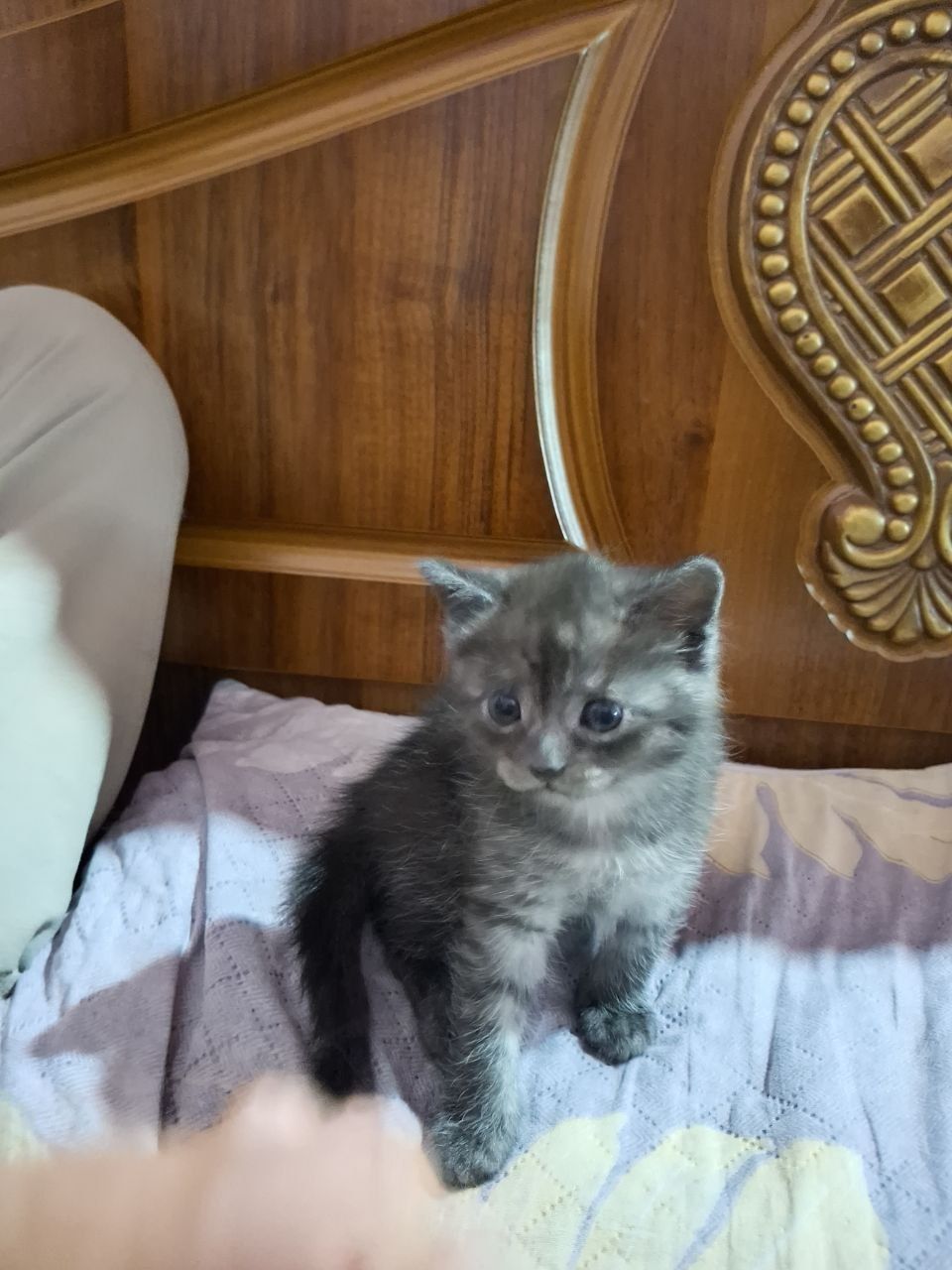 mushuk sotiladi zotli