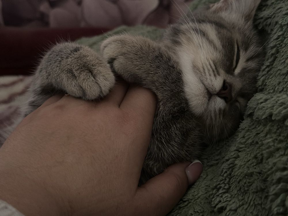 Кошка ласковая два года