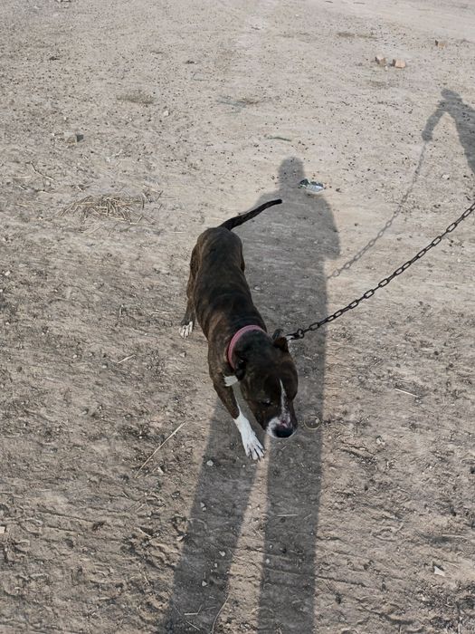 Pitbul kuchuk sotiladi