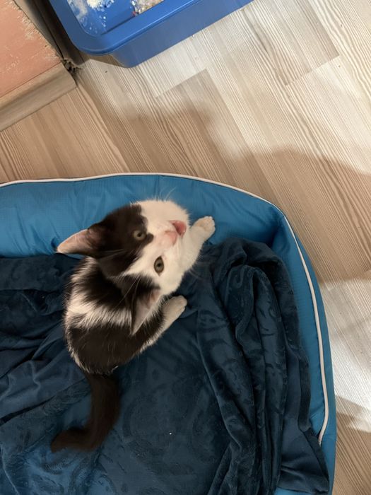 Подарявам мъжко коте