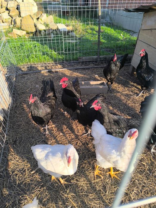 Vand cocosi Australorp, New hampshire, Plymouth, Legbar, Araucana