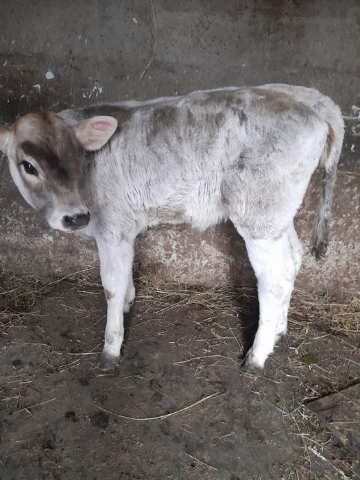 De vânzare vitea preț 20 mil neg