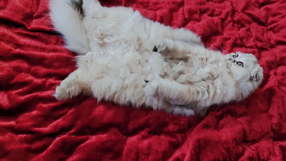 Кот и кошка O'g'il va qiz bola mushukla