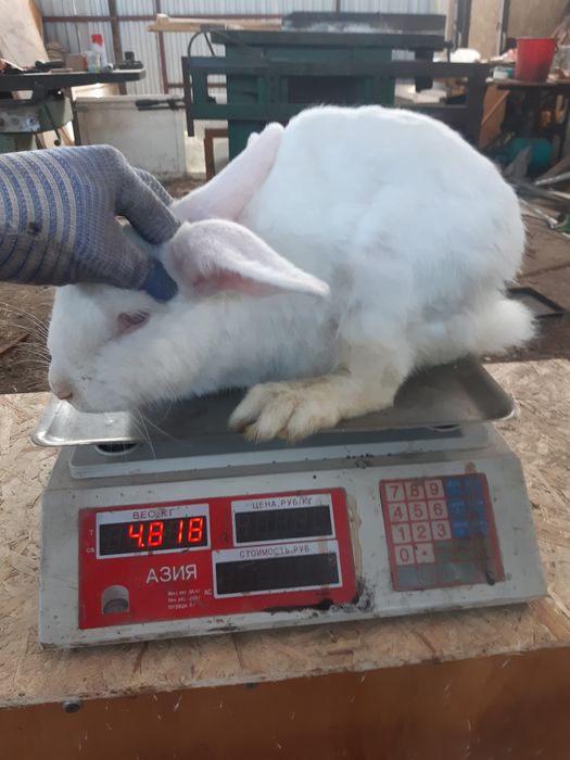 Продам кролчих крупных взрослых