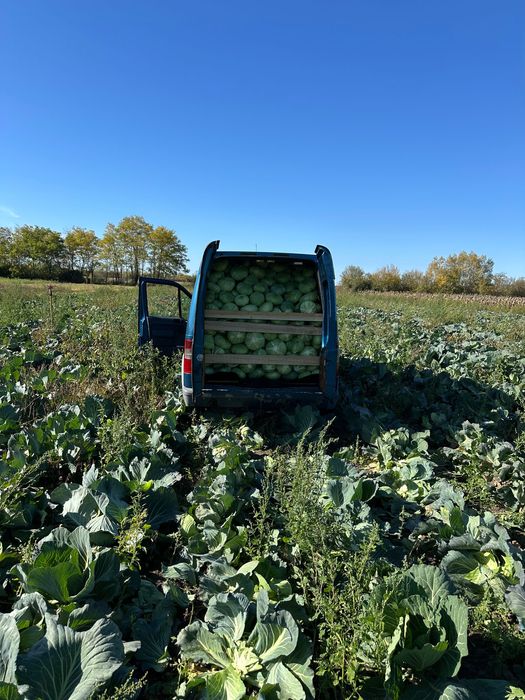 Varză plată ideala pentru murat frunză subțire!