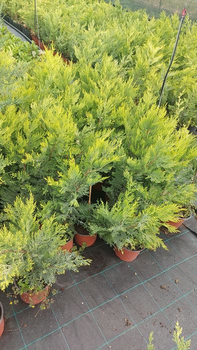 Leylandii Gold Rider