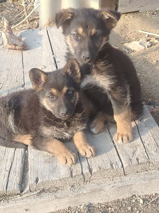 Продам немецкий Овчарка