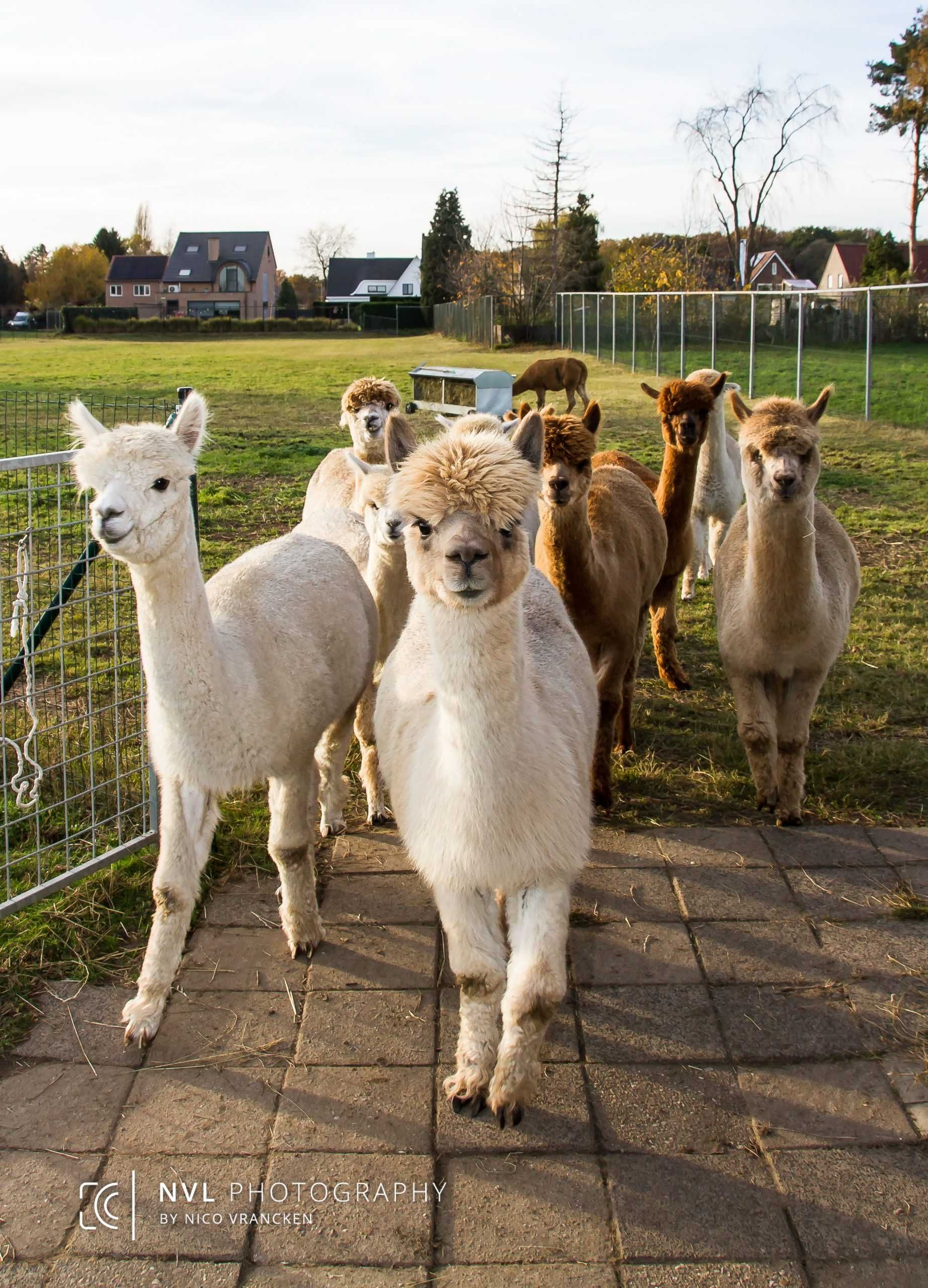 Vând Alpaca femele și masculi