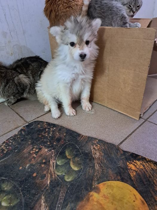 Отдам даром собачку