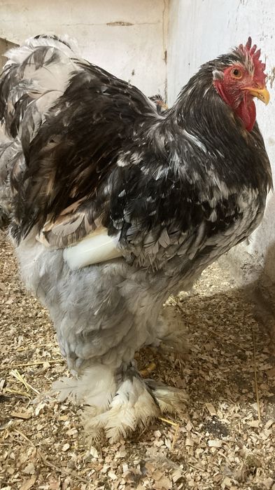 Cochinchina urias bobat negru si albastru