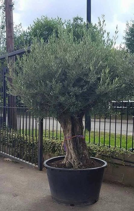 Maslin secular ( batran, gros ) Olea europaea,plante exotice, palmieri
