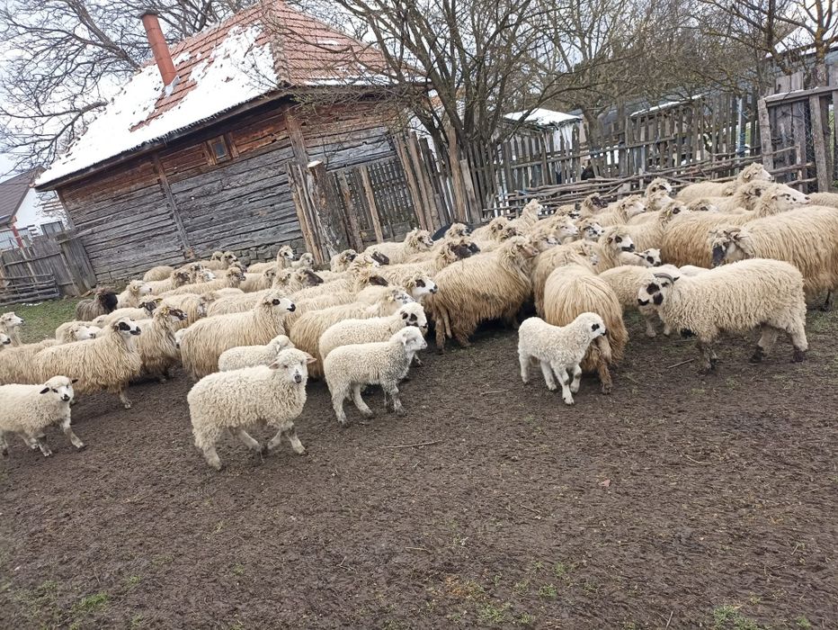 Oi și miei de vânzare