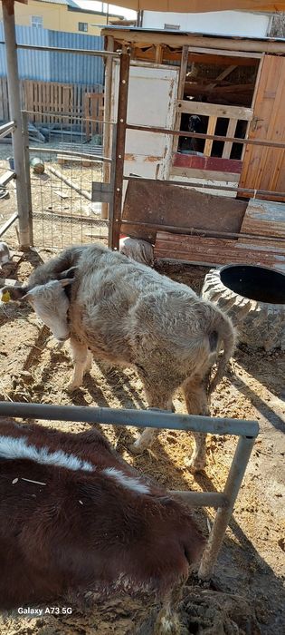 Семіз  қашар сатылады