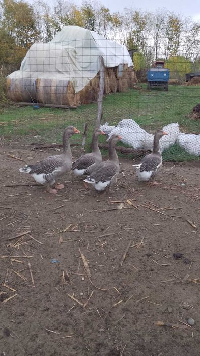 Vând curci, curcani și gâște