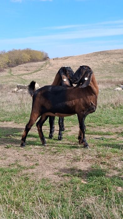 Vând 2capre Anglo Nubiene cu Pedigree