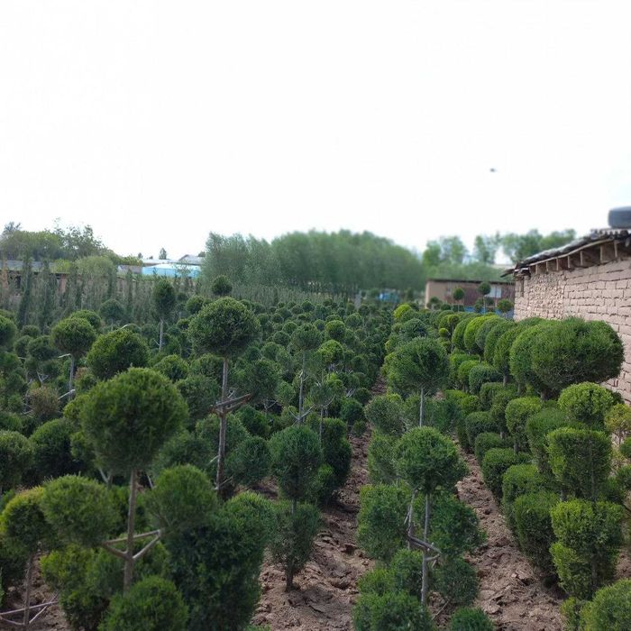 Можжевельник стрижка килинган