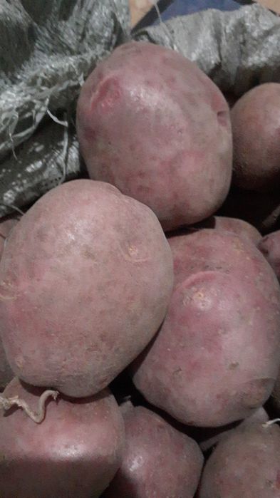 Продам красную отборную картошку.