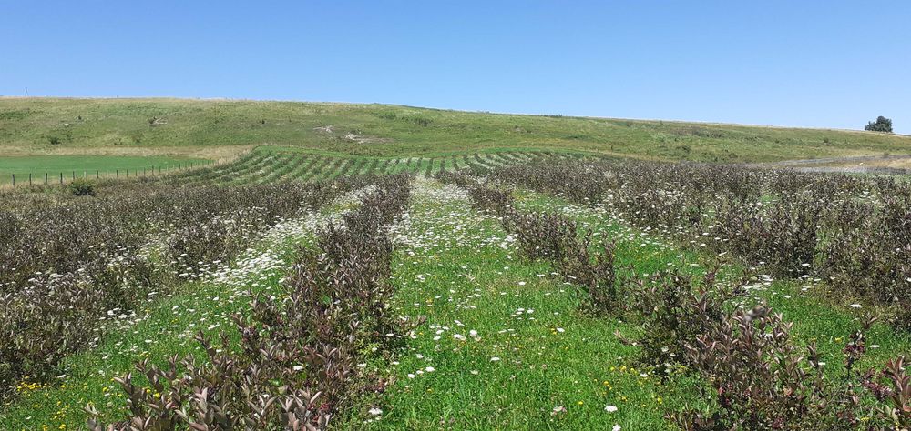 Livada de  Aronia pe 2 Ha