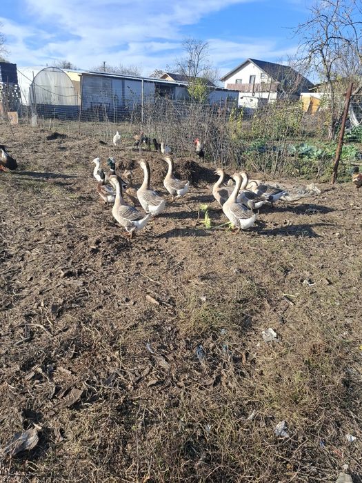 Gâște lesesti sau mute