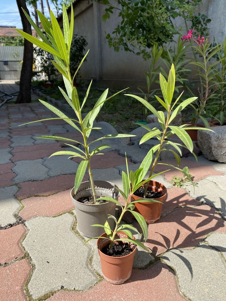 Plante ghiveci sansevieria/leandru