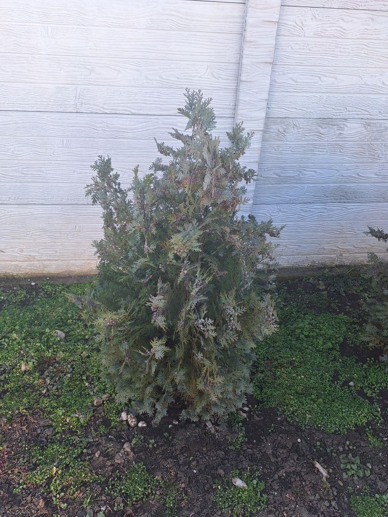 Chiparos Albastru Columnaris, este un conifer ornamental