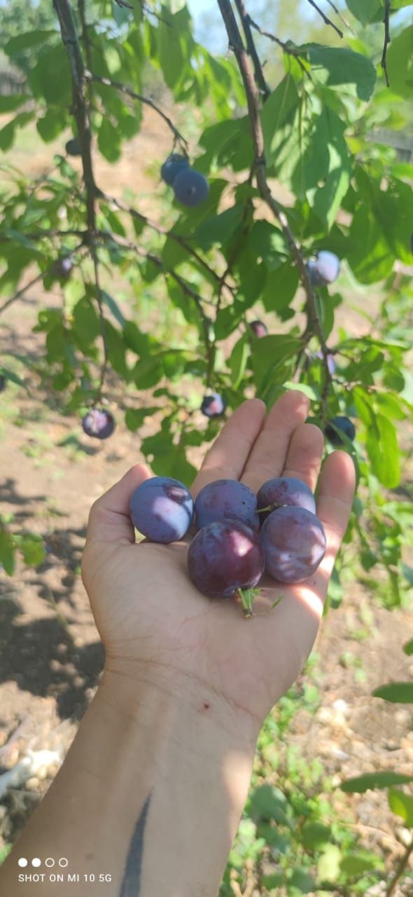 Продам саженцы, саженцы Астана, пригородный, плодовые, неплодовые.