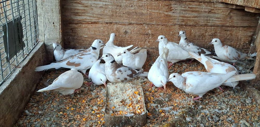 Turturele râzătoare